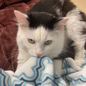 Meet your Posher, Gracie